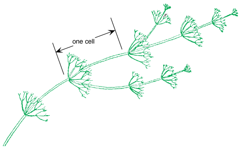 Model membrane